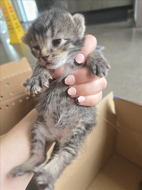 Shelter Stray Female Cat last seen Near BLOCK S BROADWAY AVE, WICHITA KS 67211, Wichita, KS 67219