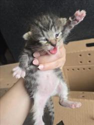 Shelter Stray Female Cat last seen Near BLOCK S BROADWAY AVE, WICHITA KS 67211, Wichita, KS 67219