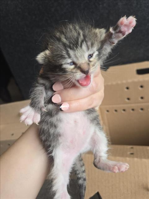 Shelter Stray Female Cat last seen Near BLOCK S BROADWAY AVE, WICHITA KS 67211, Wichita, KS 67219