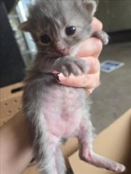 Shelter Stray Male Cat last seen Near BLOCK S BROADWAY AVE, WICHITA KS 67211, Wichita, KS 67219
