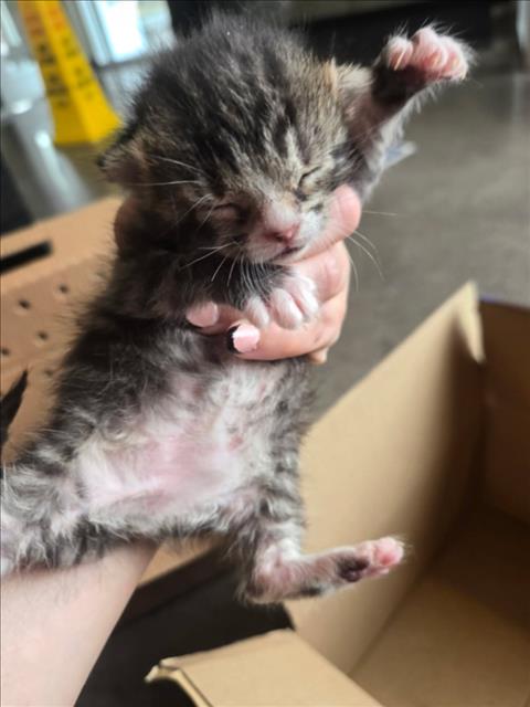 Shelter Stray Male Cat last seen Near BLOCK S BROADWAY AVE, WICHITA KS 67211, Wichita, KS 67219