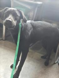 Shelter Stray Female Dog last seen Near BLOCK N ROCK ROAD CT, WICHITA KS 67226, Wichita, KS 67219