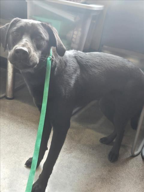 Shelter Stray Female Dog last seen Near BLOCK N ROCK ROAD CT, WICHITA KS 67226, Wichita, KS 67219