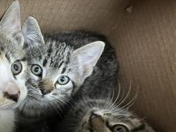 Shelter Stray Unknown Cat last seen Near BLOCK E PAWNEE AVE, WICHITA KS 67211, Wichita, KS 67219