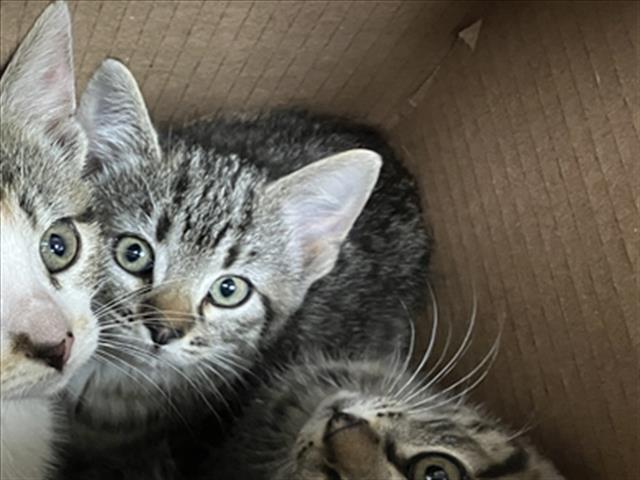 Shelter Stray Unknown Cat last seen Near BLOCK E PAWNEE AVE, WICHITA KS 67211, Wichita, KS 67219