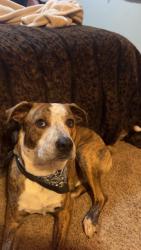 Reunited Male Dog last seen N/A, Springfield, MO 65804