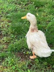 Shelter Stray Unknown Bird last seen Near BLOCK N CUSTER AVE, WICHITA KS 67203, Wichita, KS 67219
