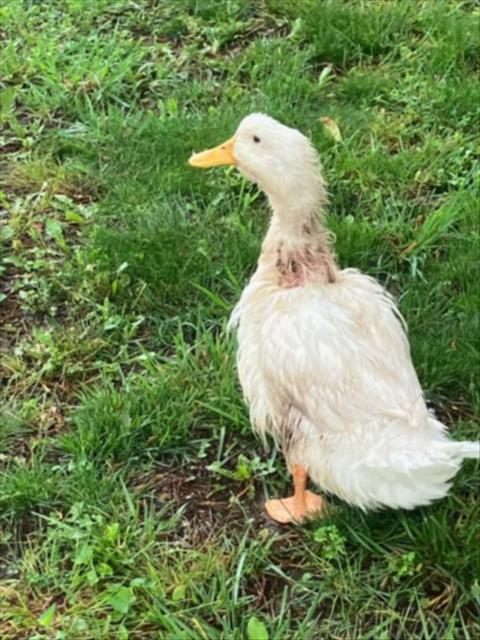 Shelter Stray Unknown Bird last seen Near BLOCK N CUSTER AVE, WICHITA KS 67203, Wichita, KS 67219