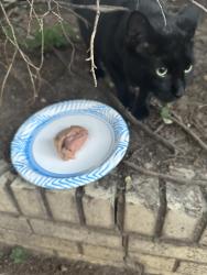 Found/Stray Unknown Cat last seen 19th St and R St NW, Washington, DC 20009