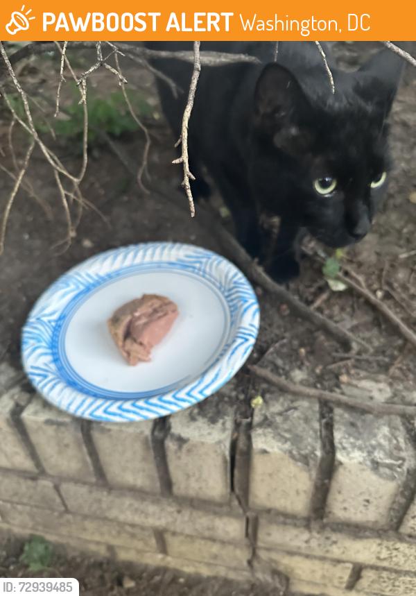 Found/Stray Unknown Cat last seen 19th St and R St NW, Washington, DC 20009