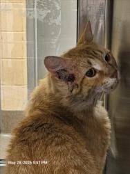 Shelter Stray Unknown Cat last seen Near BLOCK N DODGE AVE, WICHITA KS 67203, Wichita, KS 67219