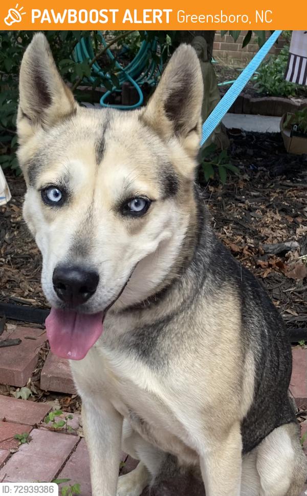 Found/Stray Unknown Dog last seen Glendale Dr / Glendale Ct / Argyle, Greensboro, NC 27406