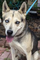 Found/Stray Unknown Dog last seen Glendale Dr / Glendale Ct / Argyle, Greensboro, NC 27406