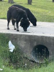 Found/Stray Male Dog last seen Bill Stewart and Hollandale, La Vergne, TN 37086