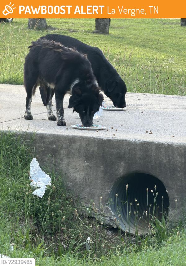 Found/Stray Male Dog last seen Bill Stewart and Hollandale, La Vergne, TN 37086