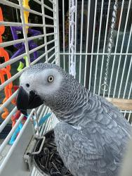 Reunited Male Bird last seen FM 1827 and Altoga Water , McKinney, TX 75071