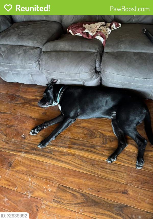 Reunited Male Dog last seen William Holliday Elementary School neighborhood , Fairview Heights, IL 62208