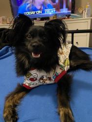 Reunited Female Dog last seen Howard and kennedy, Tampa, FL 33606