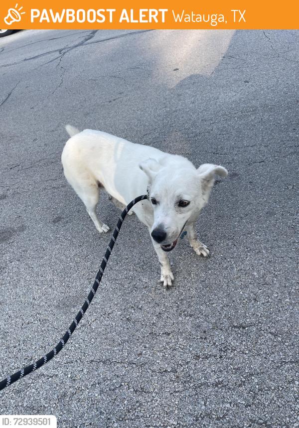 Found/Stray Male Dog last seen Watauga elementary , Watauga, TX 76148