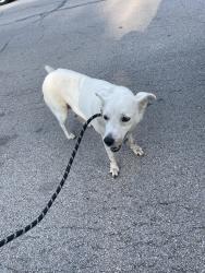 Found/Stray Male Dog last seen Watauga elementary , Watauga, TX 76148