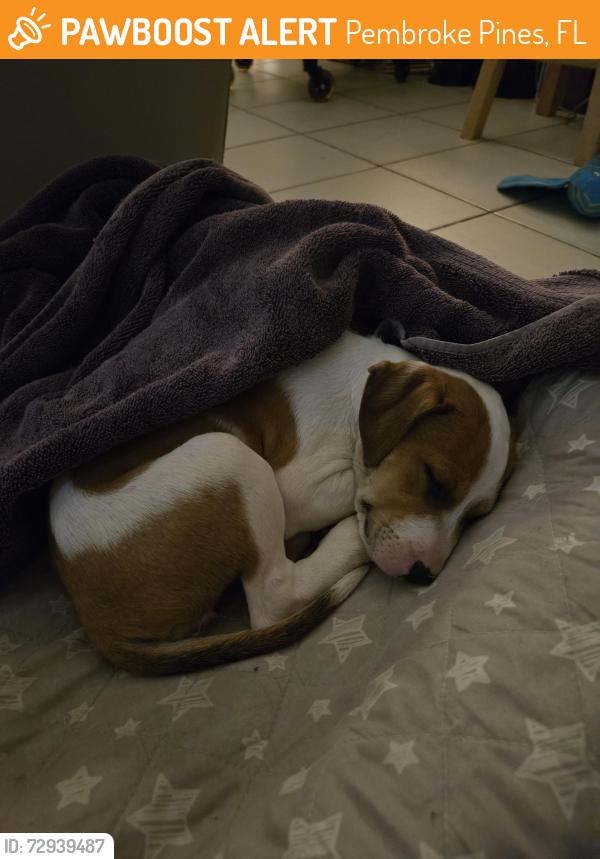 Found/Stray Female Dog last seen paul j. Maxwell park, Pembroke Pines, FL 33023