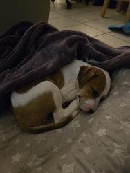 Found/Stray Female Dog last seen paul j. Maxwell park, Pembroke Pines, FL 33023