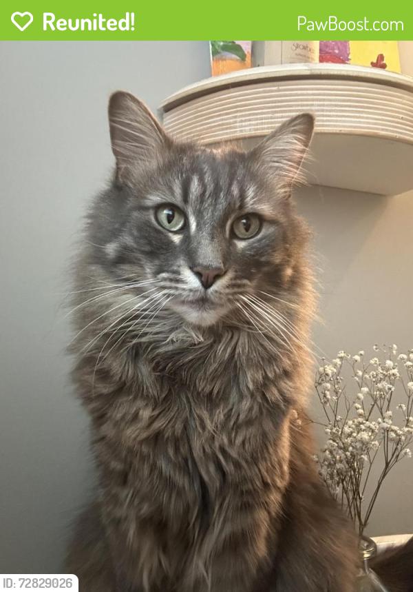 Reunited Male Cat last seen Glen Meadows Neighborhood, Simpsonville, SC 29680