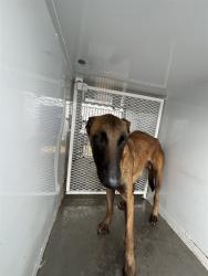 Shelter Stray Female Dog last seen Near BLOCK TEJON HWY, BAKERSFIELD CA 93307, Bakersfield, CA 93308