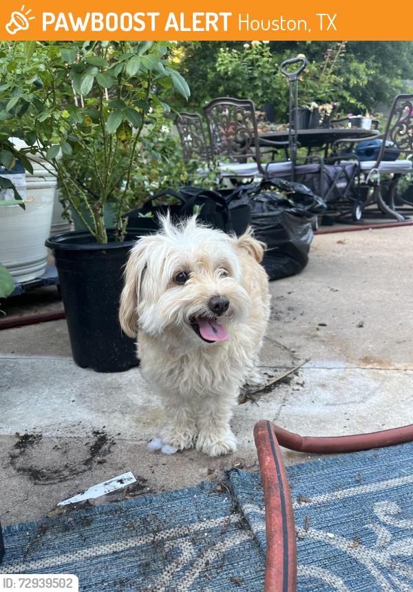 Found/Stray Unknown Dog last seen Apple mill dr and tall dr , Houston, TX 77095