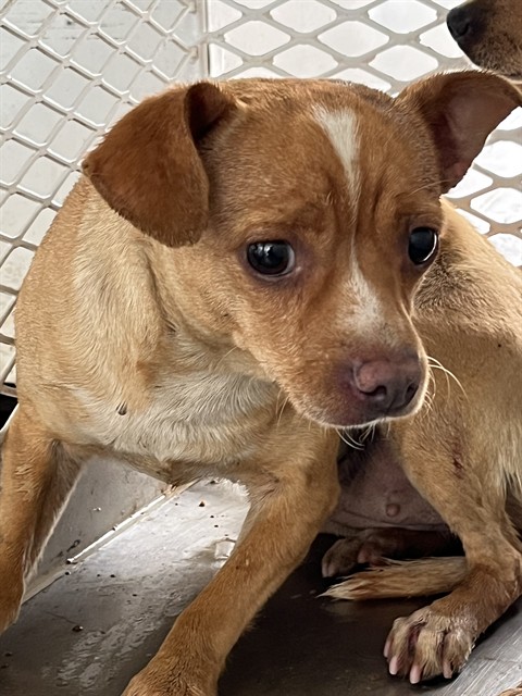 Shelter Stray Female Dog last seen Near BLOCK ROSSMORE ST, BAKERSFIELD CA 93307, Bakersfield, CA 93308
