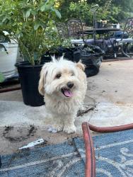 Found/Stray Unknown Dog last seen Apple mill dr and tall dr , Houston, TX 77095