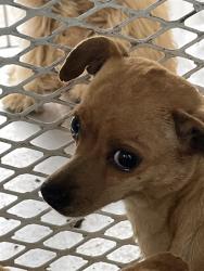Shelter Stray Female Dog last seen Near BLOCK ROSSMORE ST, BAKERSFIELD CA 93307, Bakersfield, CA 93308