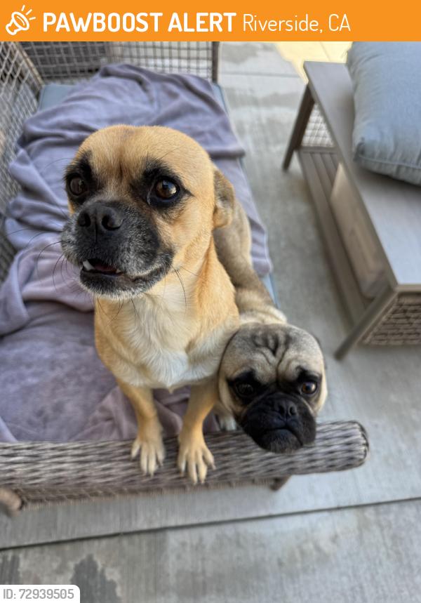 Found/Stray Male Dog last seen Magnolia & Mckinley, Riverside, Riverside, CA 92503