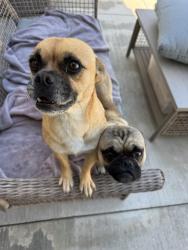 Found/Stray Male Dog last seen Magnolia & Mckinley, Riverside, Riverside, CA 92503