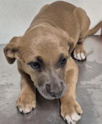 Shelter Stray Female Dog last seen Near BLOCK SUMNER ST, BAKERSFIELD CA 93305, Bakersfield, CA 93308