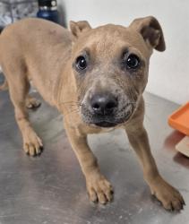 Shelter Stray Female Dog last seen Near BLOCK SUMNER ST, BAKERSFIELD CA 93305, Bakersfield, CA 93308