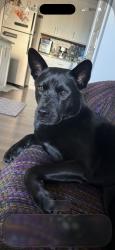 Lost Female Dog last seen Crabtree mall, greenway, blue ridge, glen eden, Raleigh, NC 27612