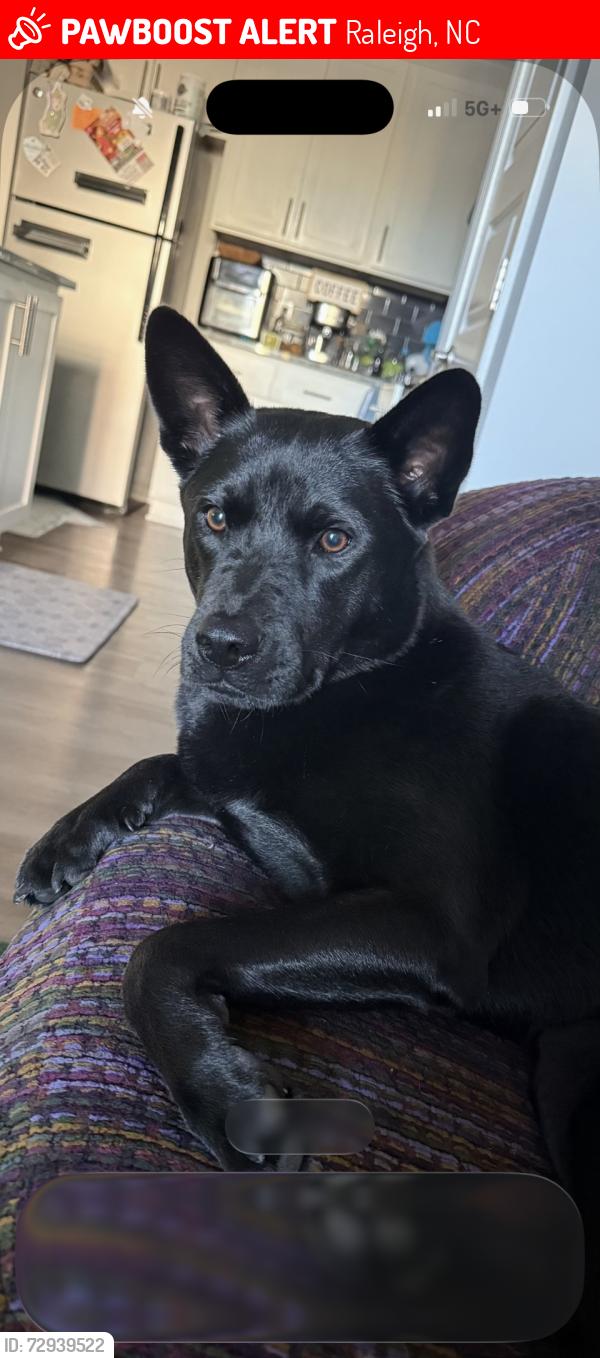 Lost Female Dog last seen Crabtree mall, greenway, blue ridge, glen eden, Raleigh, NC 27612