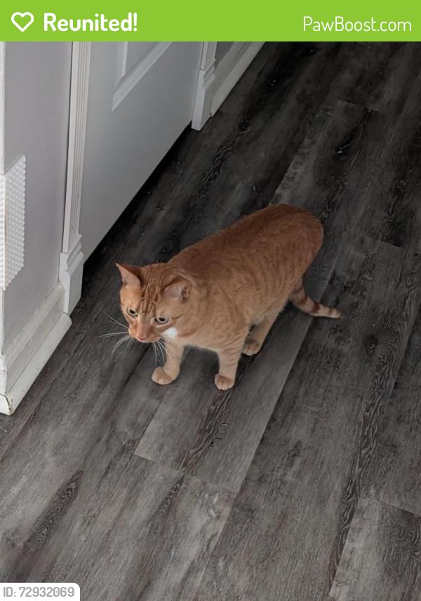 Reunited Female Cat last seen At home, McDonald, PA 15057