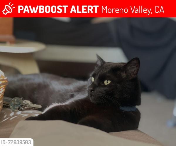 Lost Male Cat last seen Elsworth and Cottonwood, Moreno Valley, CA 92553