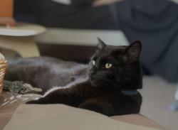 Lost Male Cat last seen Elsworth and Cottonwood, Moreno Valley, CA 92553