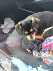 Lost Male Dog last seen Avalon Fresno Forest, Victorville, CA 92395