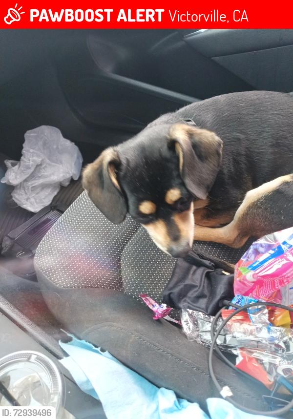 Lost Male Dog last seen Avalon Fresno Forest, Victorville, CA 92395