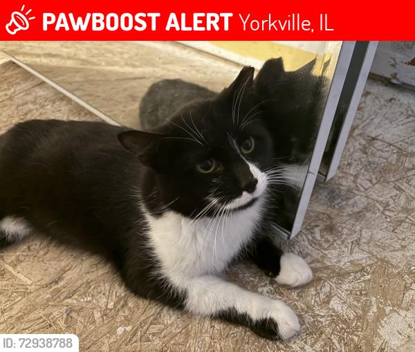 Lost Male Cat last seen John St. , Yorkville, IL 60560