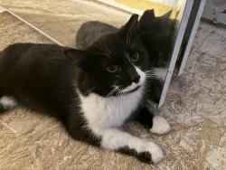Lost Male Cat last seen John St. , Yorkville, IL 60560