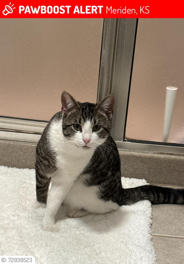 Lost Male Cat last seen Lake Perry , Meriden, KS 66512