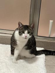 Lost Male Cat last seen Lake Perry , Meriden, KS 66512