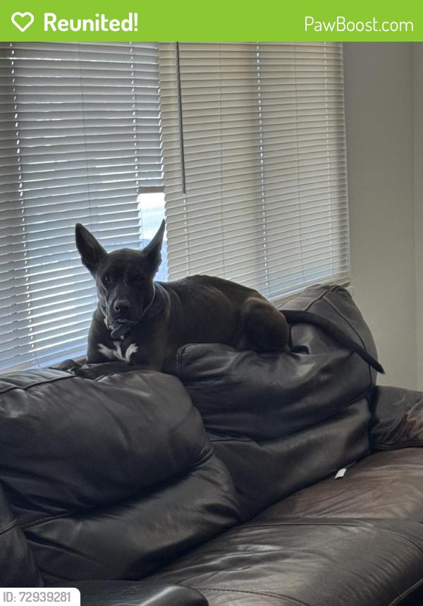 Reunited Male Dog last seen Near Lowery St, Henderson, NV 89015, USA, Henderson, NV 89015