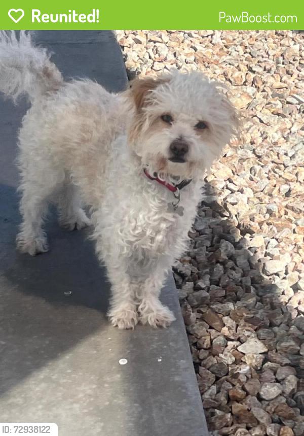 Reunited Male Dog last seen Near Verde Bloom St, Las Vegas, NV 89135, USA, Las Vegas, NV 89135