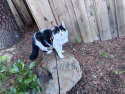 Reunited Female Cat last seen Gardenside/Rainbow, Cupertino, CA 95014